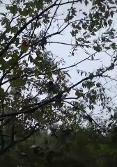 amazing bird bird on the tree #shorts