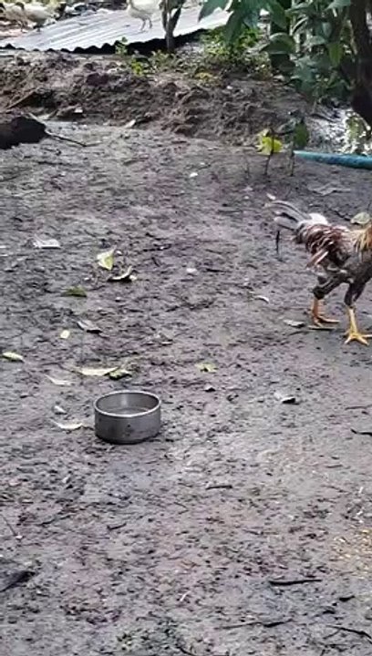 chicken eating food #shorts 2021