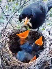 Birds feed​ #shorts# 2021