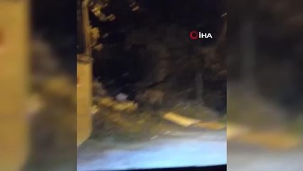 Beykoz'da aç kalan domuzlar yerleşim yerlerinde böyle görüntülendi