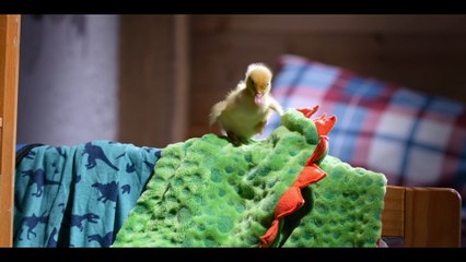 Tiny Creatures - Washington