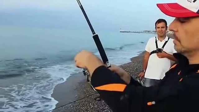 Kıyıdan At-Çek Yöntemiyle 12.7 kg Kuzu ( Giant Landbased Amberjack )