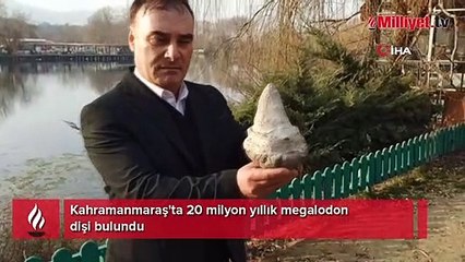Kahramanmaraş'ta 20 milyon yıllık megalodon dişi bulundu