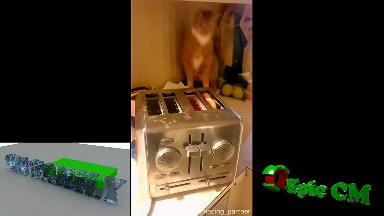funny cat video #006