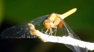 Dragonfly (Capung)_Full-HD