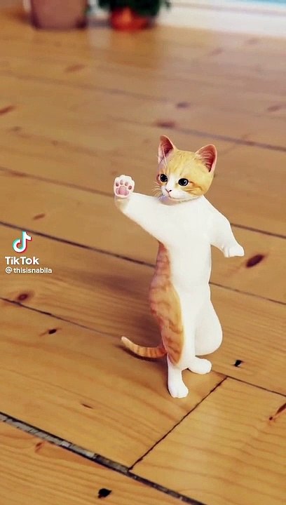 Dancing cat