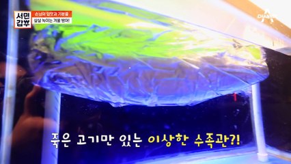 *다시마*를 감싸 숙성! 활어회와 차원이 다른 갑부의 숙성회