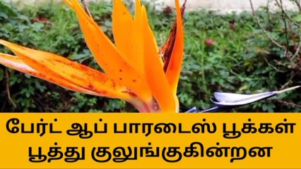 கொடைக்கானல்: வருடத்திற்கு ஒரு முறை பூக்கும் பூ..!