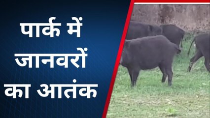 बांसवाडा :प्रशासन की लापरवाही से पार्क में गंदगी का अंबार ,देखिए ख़बर