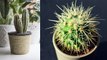 घर में कैक्टस का पौधा रखना शुभ या अशुभ | Cactus Ghar Mein Rakhne Se Kya Hota Hai | Vastu | Boldsky