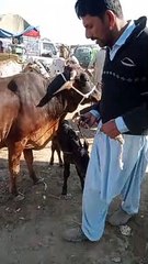 Sahiwal milking cow at cow mandi 2023.