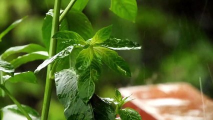 Drops of Rain Making Lullaby Sounds