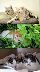 Kucing Peliharaan Yang Lucu