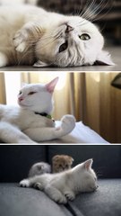 Kucing Peliharaan Yang Lucu