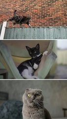 Kucing Peliharaan Yang Lucu