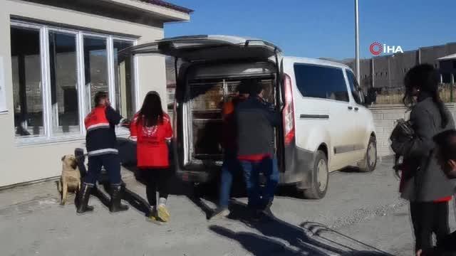 Varto'da sokak hayvanları kısırlaştırma işlemleri başlatıldı