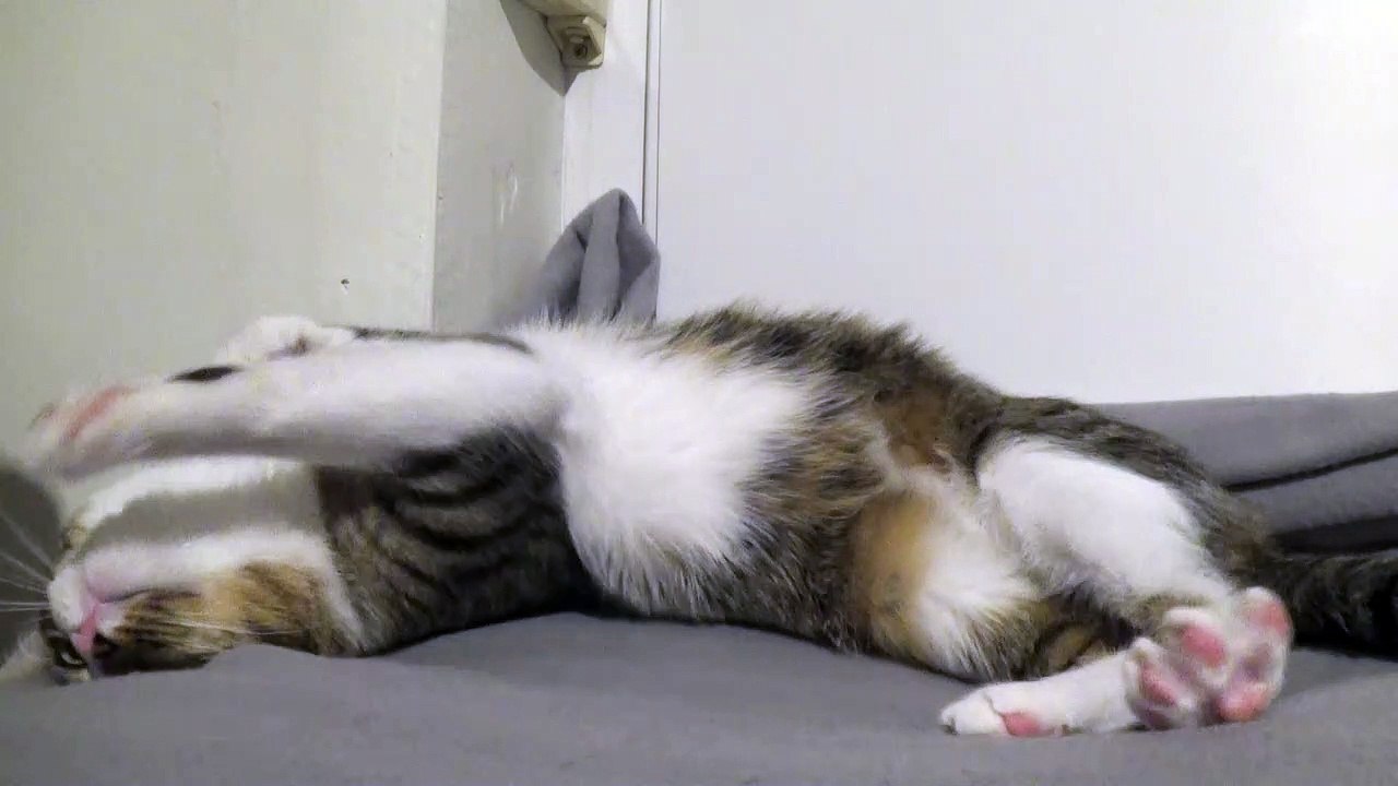 I Want Pets