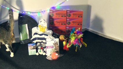 Little Cat Discovers His Christmas Presents