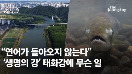연어가 돌아오지 않는다…올해 태화강 회귀연어 173마리에 불과