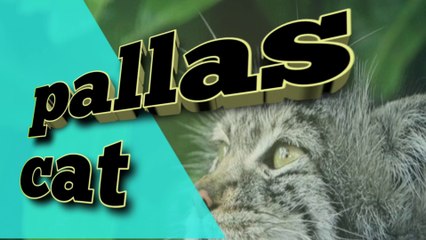 Pallas cat