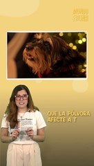 ¡Consejos para disminuir el miedo de tu peludito a la pólvora!