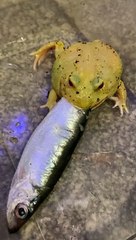 Frog Bites Off More Than He Can Chew