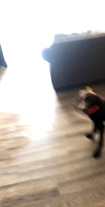 Puppy Practices Poor Coordination
