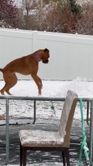 Boxer Pup Plays on Snowy Trampoline