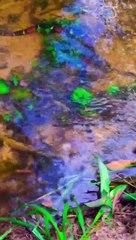 Coral Snake Slithers Underneath Dog