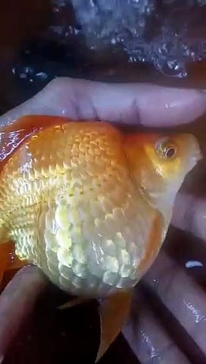 The result of enlargement of goldfish