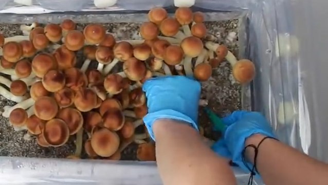 How Mushrooms Grow From Spore to Shroom