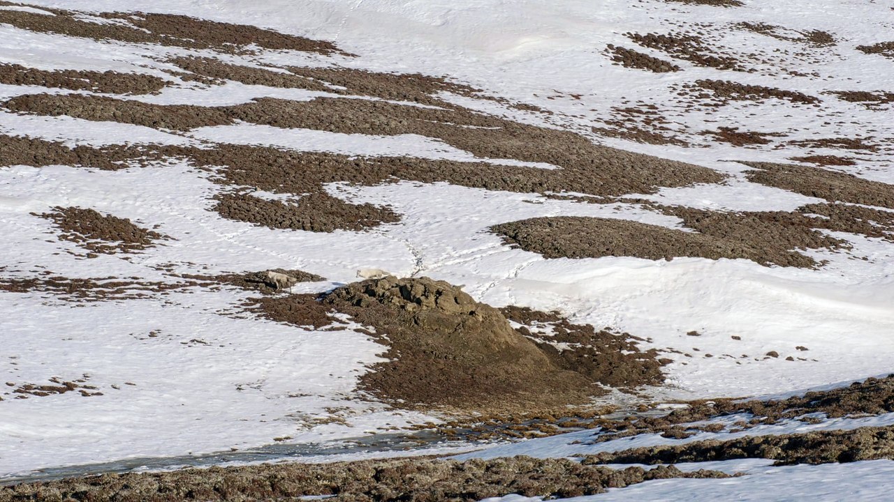 White Wolves - Ghosts of the Arctic