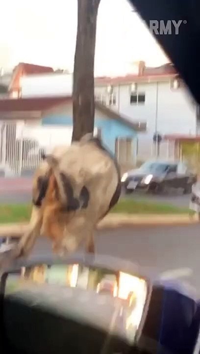 Funny viral Video cow