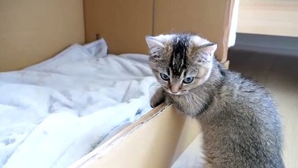 keeps an eye on baby kittens for a long time