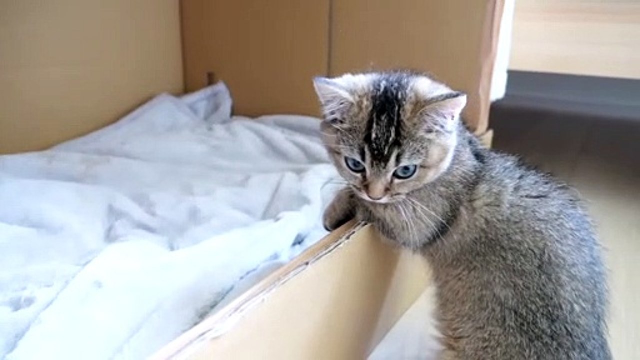 keeps an eye on baby kittens for a long time