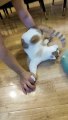 Crazy Funny Cute CatsViral Fail Ops Moments Clips _shorts Video || #trending _#animals #funny #reels