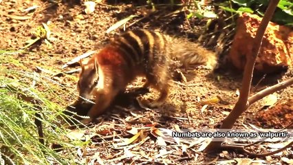 Download Video: #weired things#wild animal fights#interesting facts Numbat facts  also known as banded anteaters