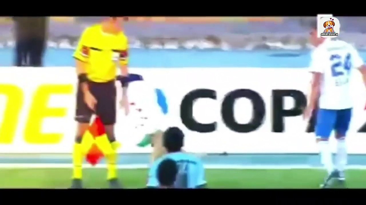 Animals in Football Stadium. Funny animals video. (2)