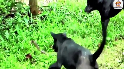 Animals fight video. Ultimate animal fight video collection.
