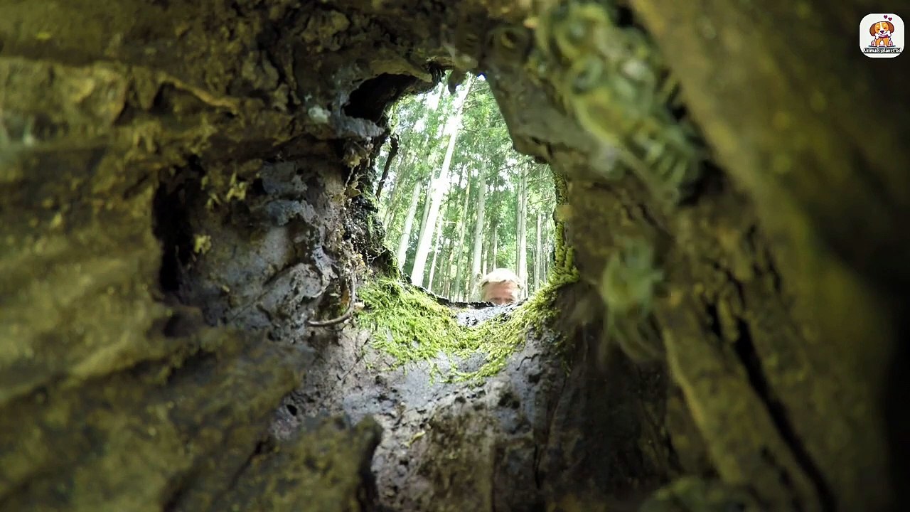 Bee harvest ।। Amazing Bee house making video