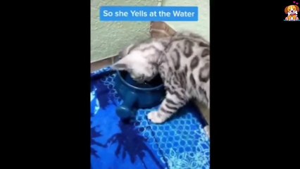 Funniest cat  Funny baby cute cat video. @animalsplanetbdfunny cat videos,funny videos. (2)