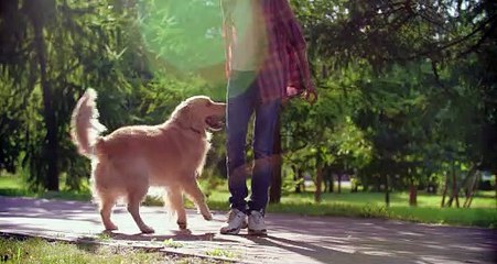 best dog taining in anatutal environment