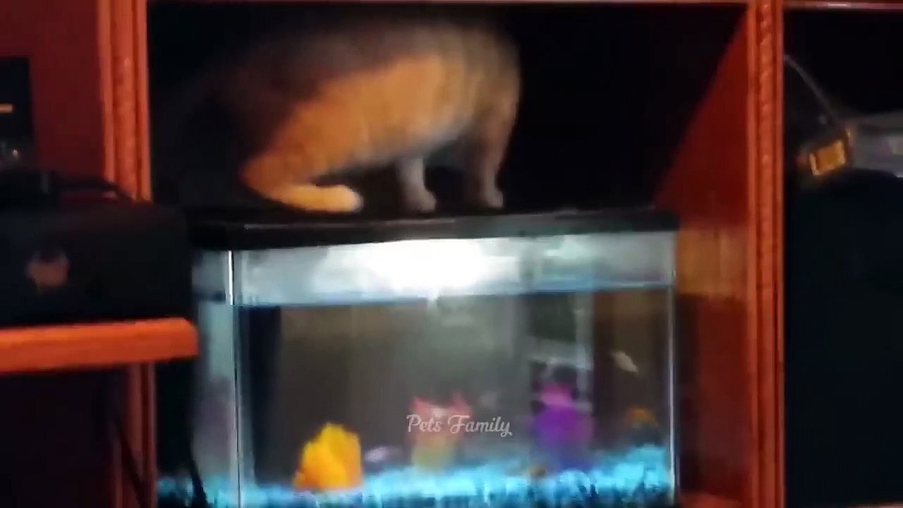 Animal video