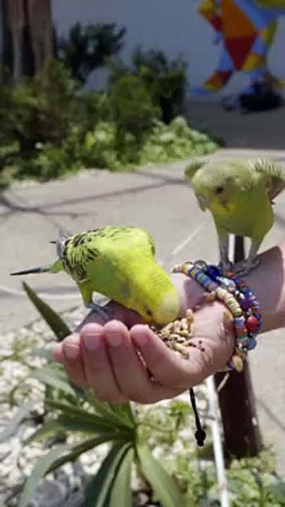 #parrot # short