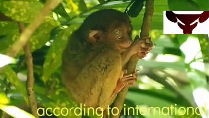 The Philippine tarsier