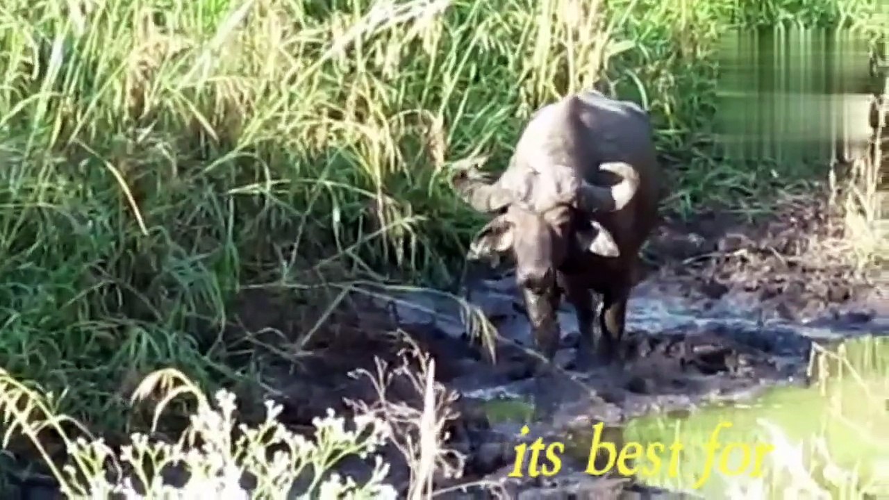The Philippine carabao