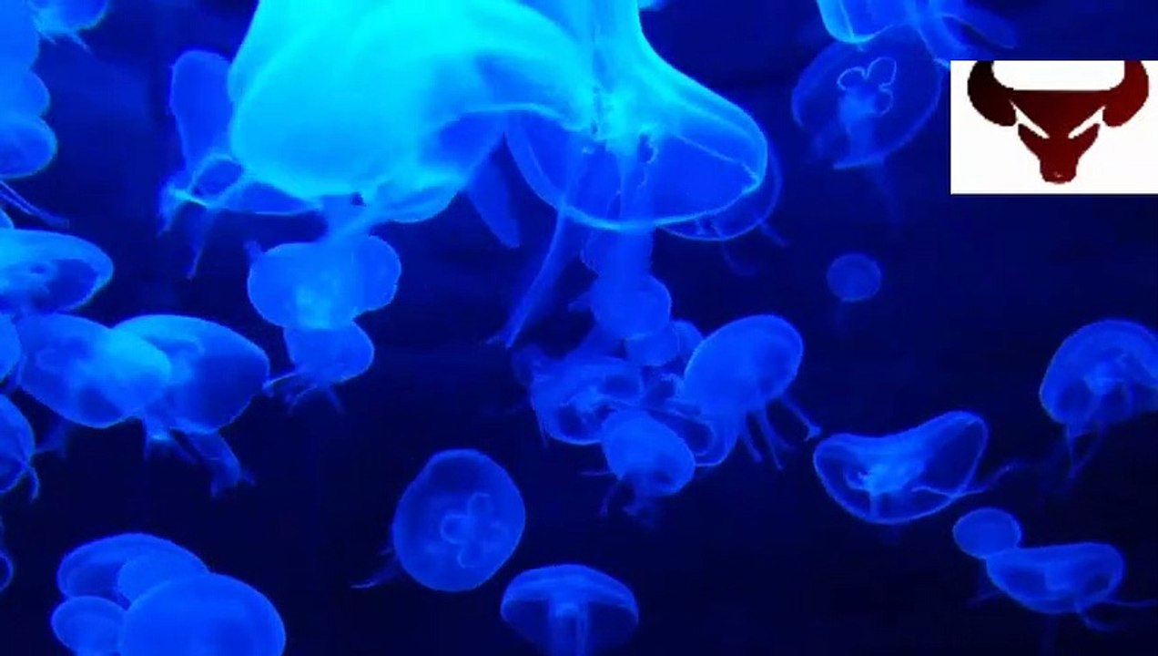 Blue jellyfish
