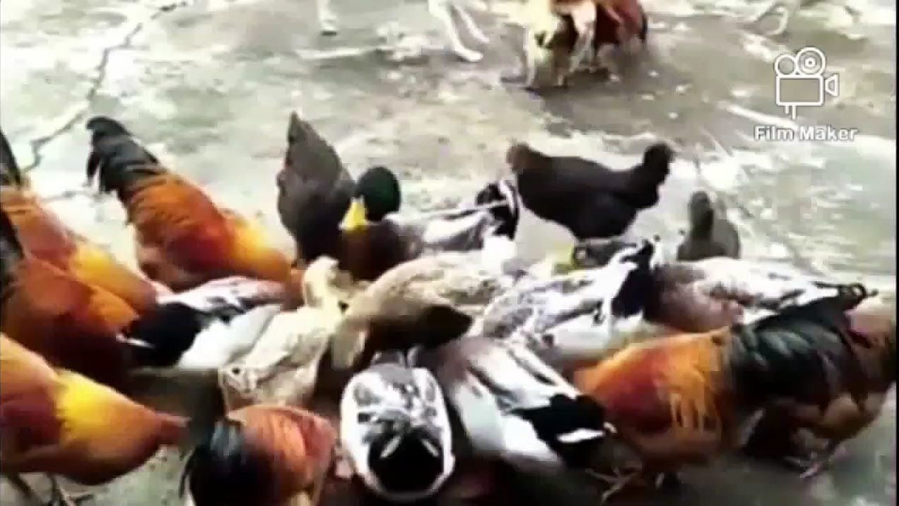 The funny animals