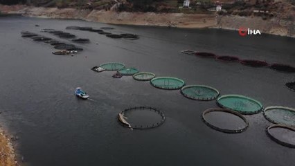 Denizi olmayan şehirden tonlarca balık ihraç ediliyor