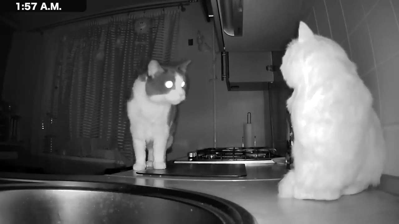 What Do Cats Do At Night_